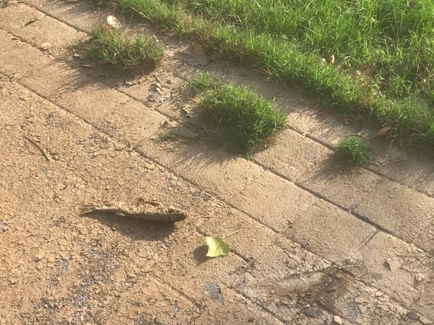 Ψόφια ψάρια στις λασπωμένες όχθες του Πηνειού στο κέντρο